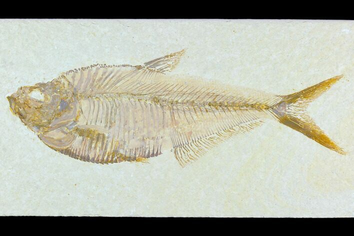 6.7" Fossil Fish (Diplomystus) - Green River Formation
